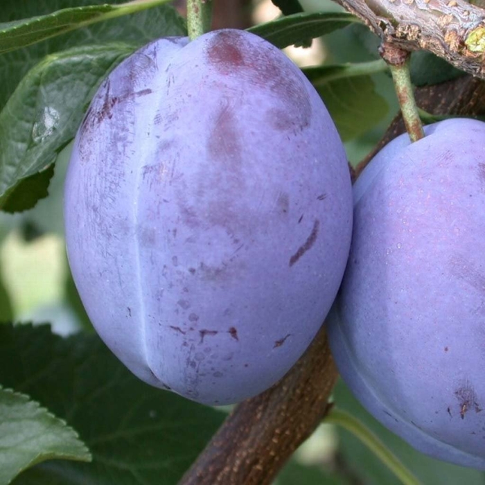 Слива ренклод колхозный