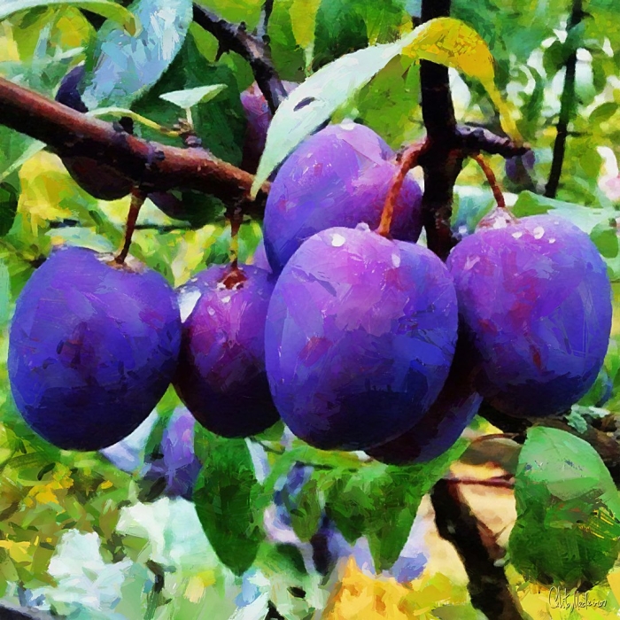 Сорт сливы анжелина