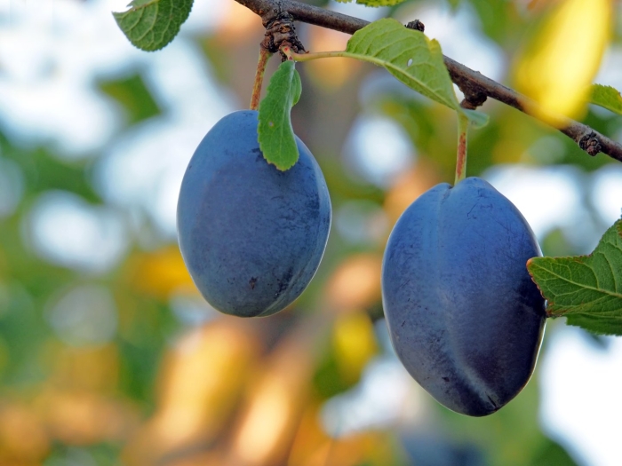 Слива уральский чернослив дерево