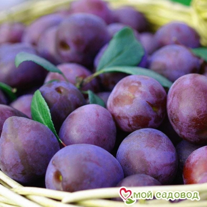 Слива венгерка синяя