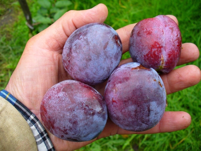 Слива оцарк премьер