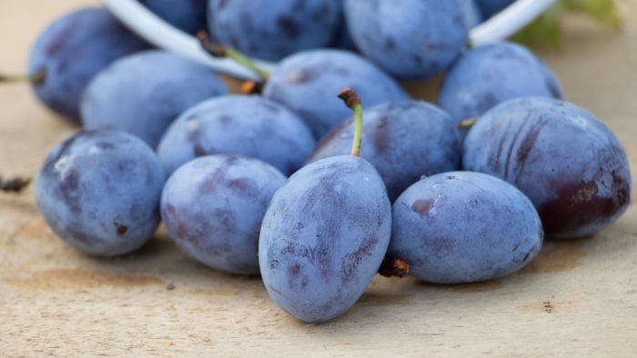 Слива стенлей чернослив