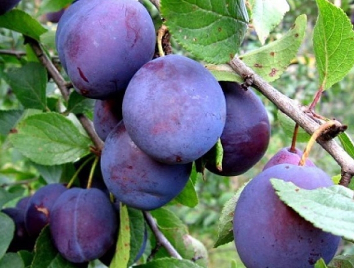 Слива чачакская ранняя