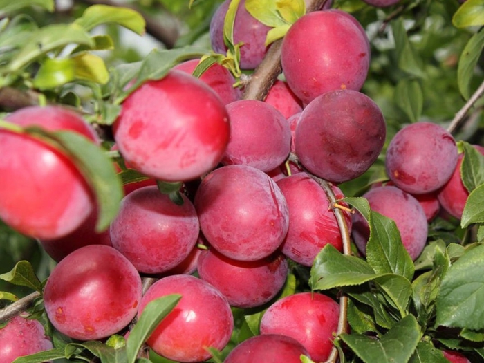 Слива скороспелка красная