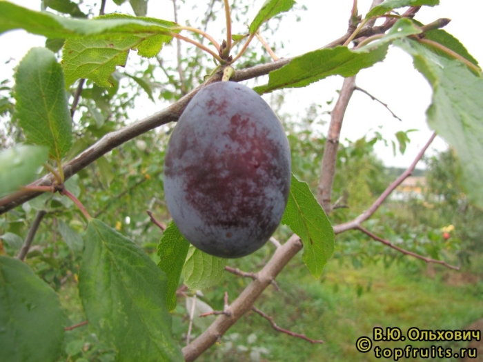 Сорт сливы амерс