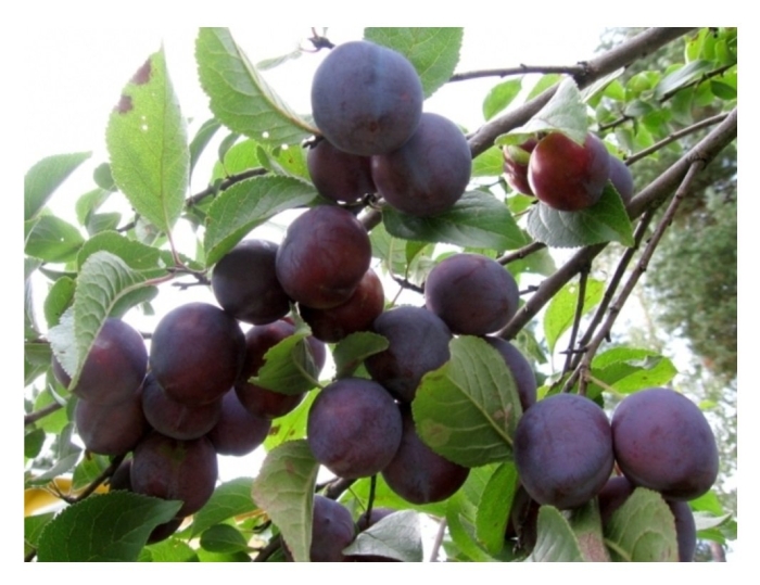 Слива ренклод харитоновой