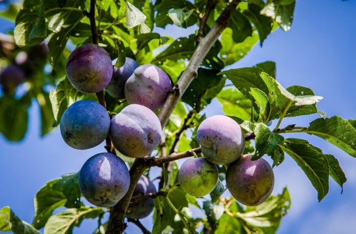 Слива сорта