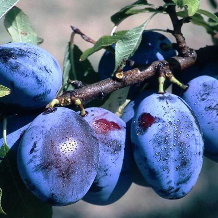 Слива сорт чернослив