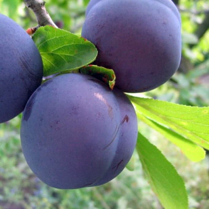 Слива ренклод советский