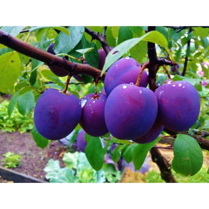 Слива в саду