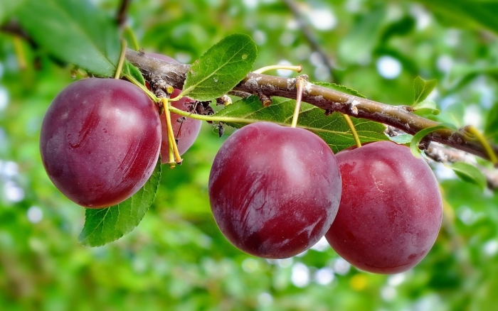Слива кабардинская ранняя
