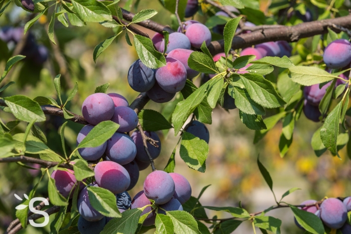 Слива prunus domestica