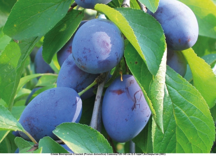 Слива яичная синяя