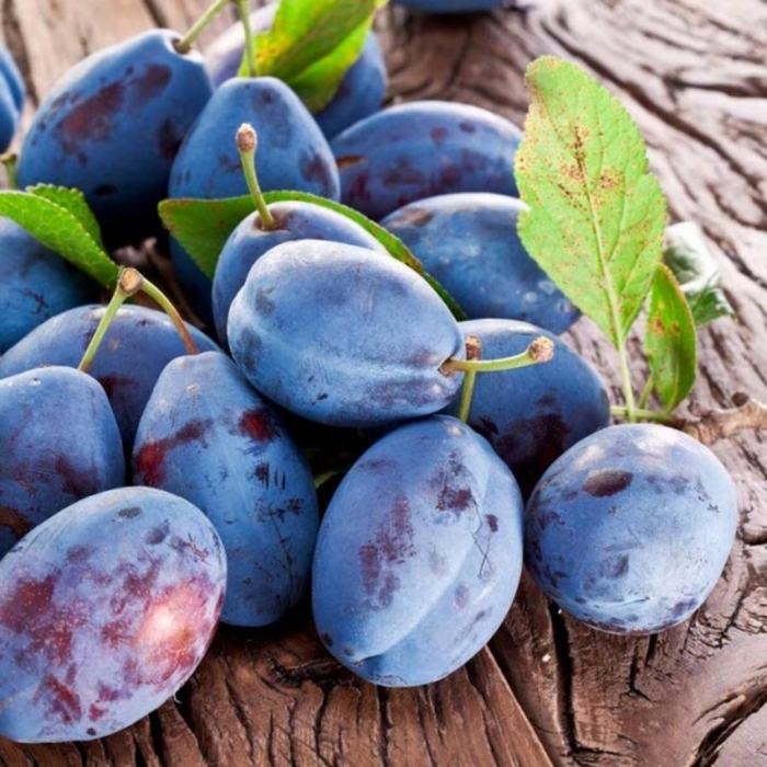 Слива венгерка корнеевская