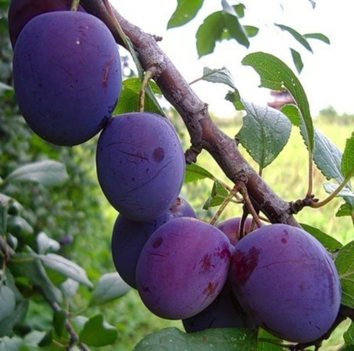 Слива евразия 21