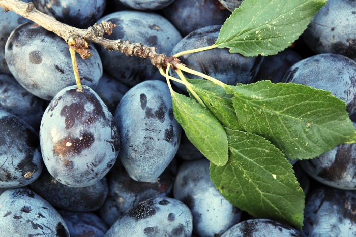 Слива сорт венгерка московская