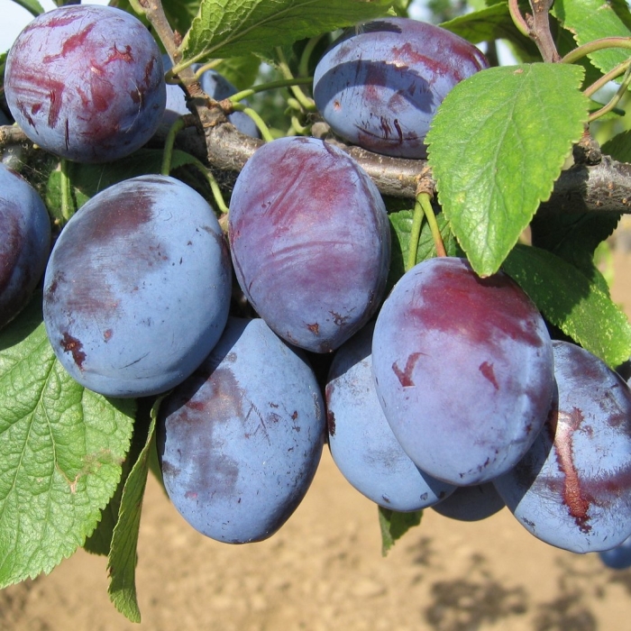 Слива заречная ранняя