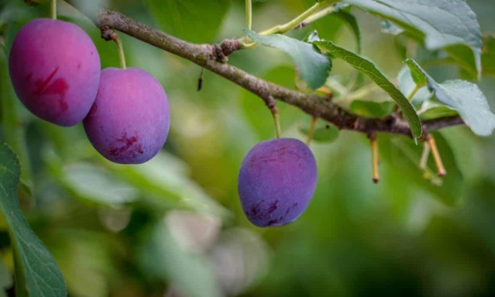 Слива домашняя