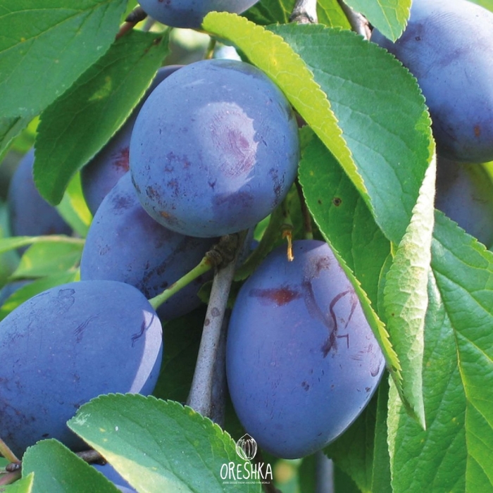 Слива блю свит