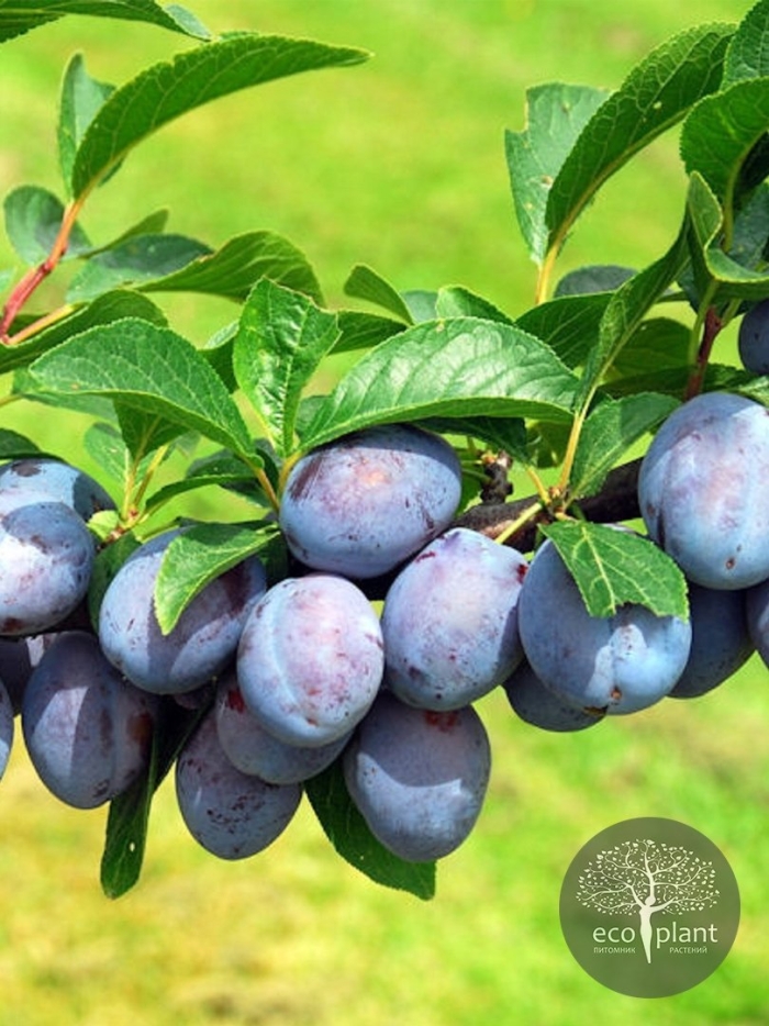 Слива блю свит колоновидная