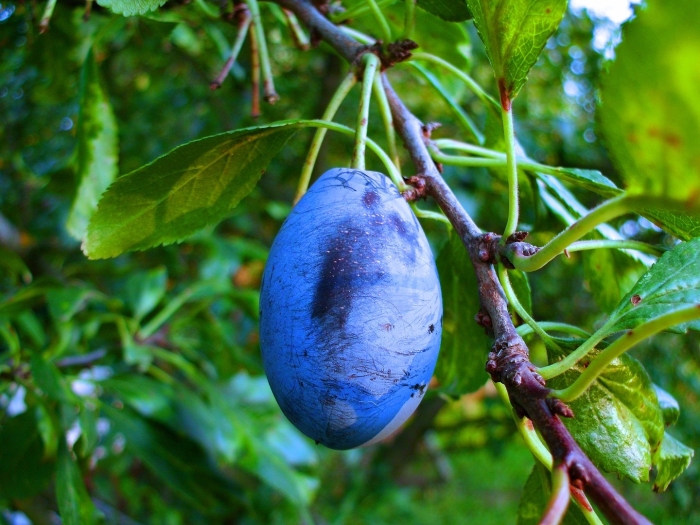 Слива обыкновенная