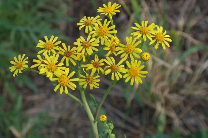 Крестовник senecio jacobaea