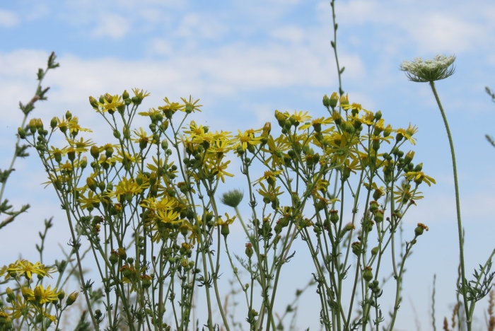 Крестовник якова senecio jacobaea
