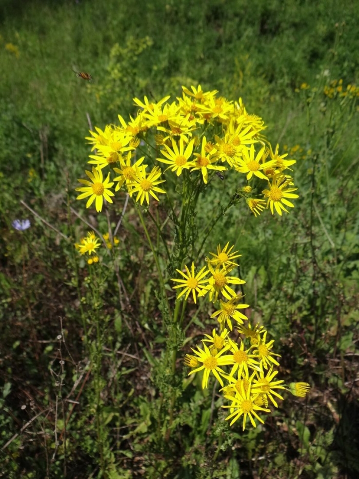 Крестовник полевой