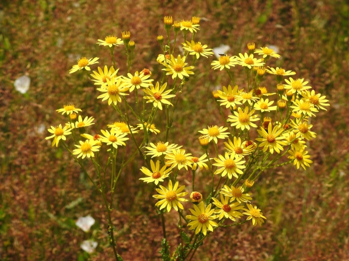 Крестовник якова senecio jacobaea