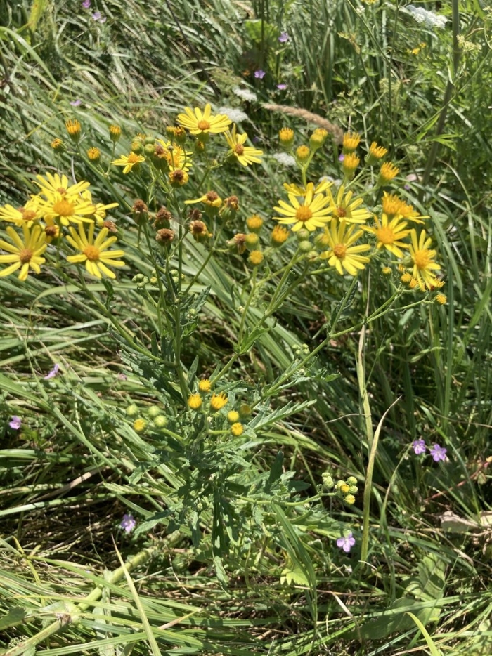 Крестовник senecio jacobaea