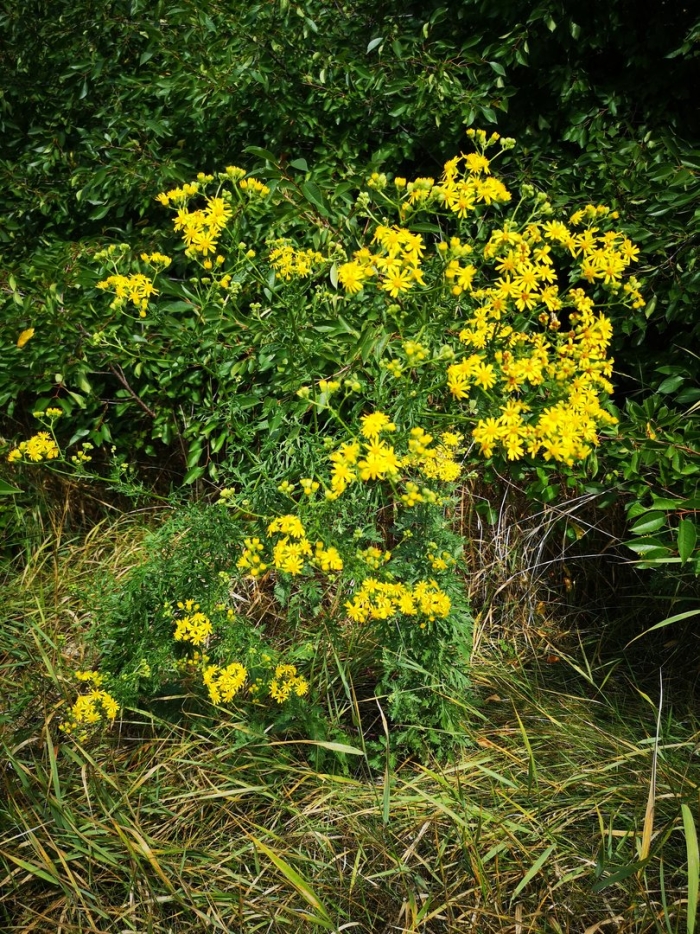 Senecio jacobaea