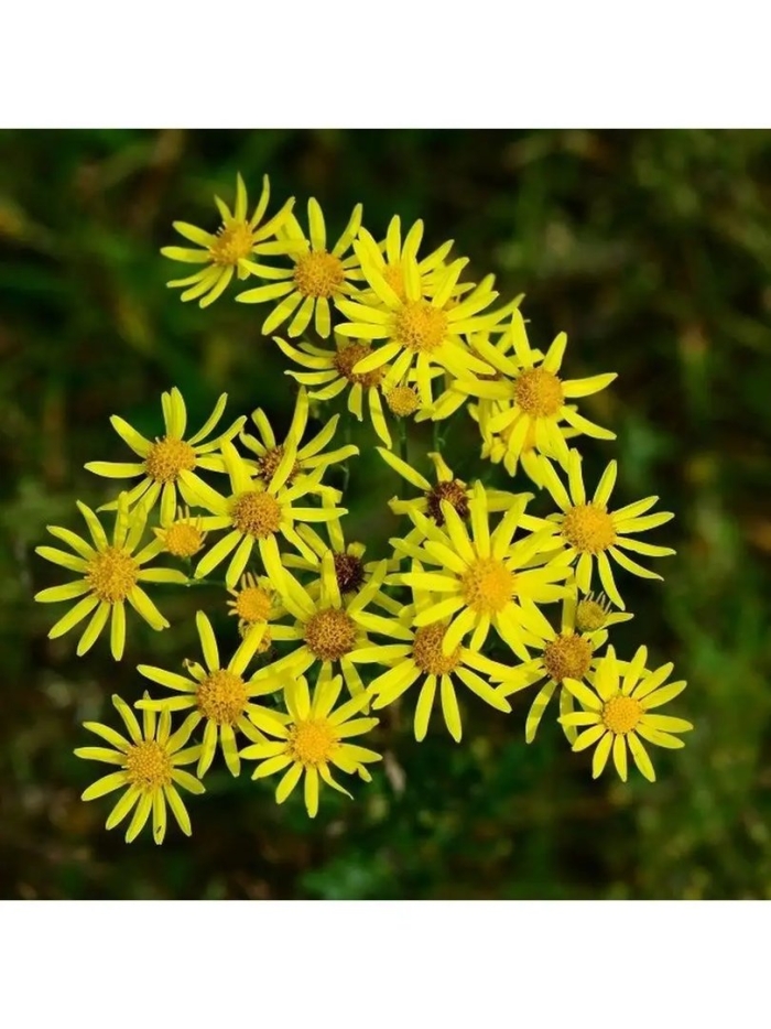 Крестовник якоба