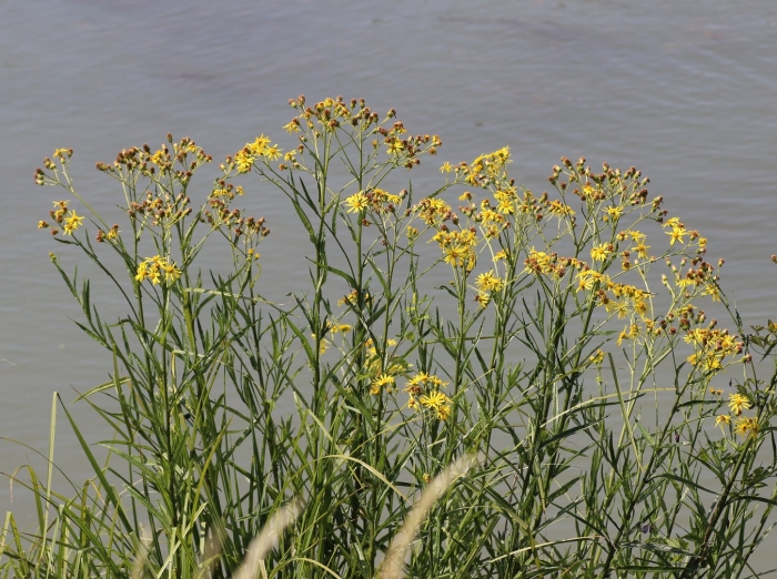 Senecio paludosus