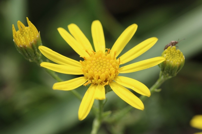 Senecio dubitabilis