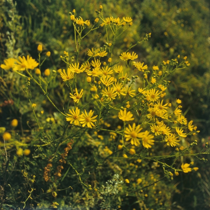 Крестовник тонколистный