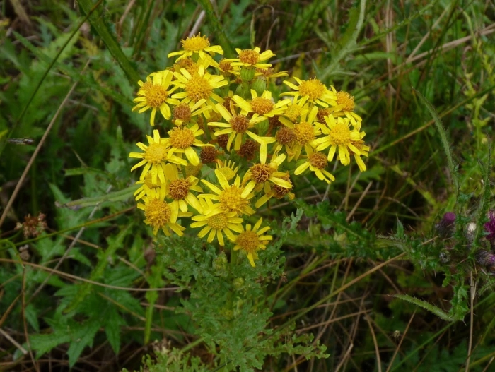 Крестовник senecio jacobaea