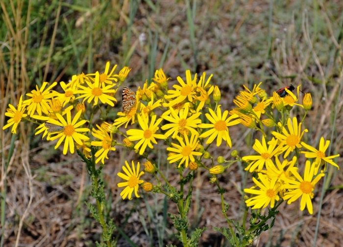 Крестовник якова senecio jacobaea