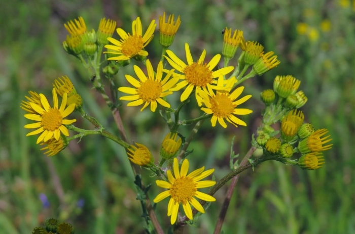 Крестовник якова senecio jacobaea