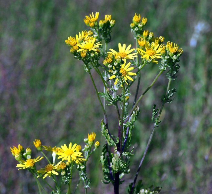 Senecio pinnatifolius