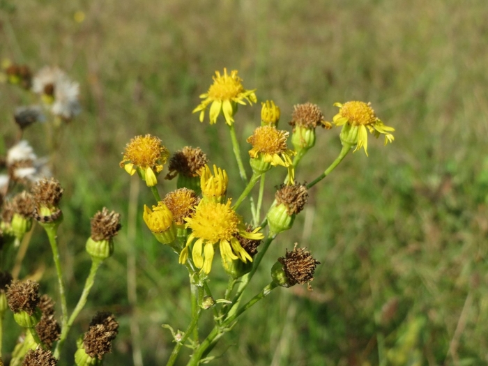Крестовник якова senecio jacobaea