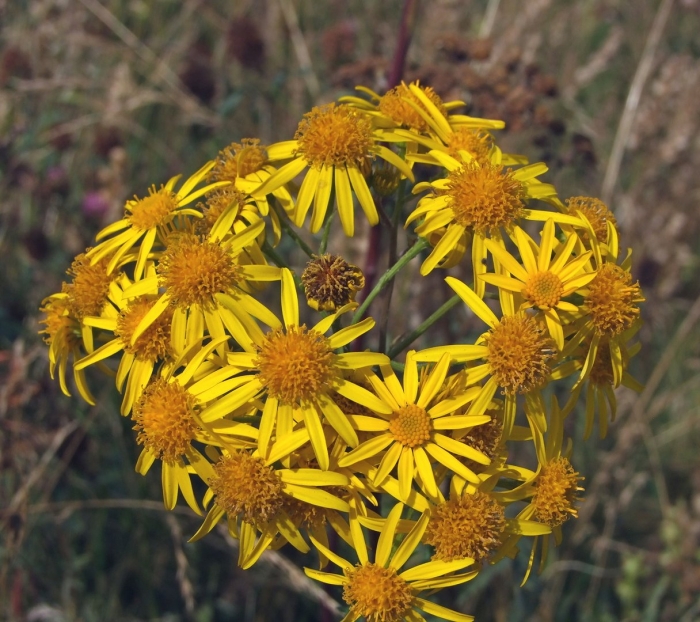 Крестовник senecio jacobaea