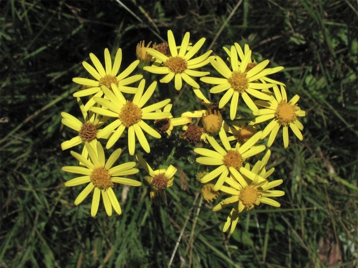 Крестовник якова senecio jacobaea