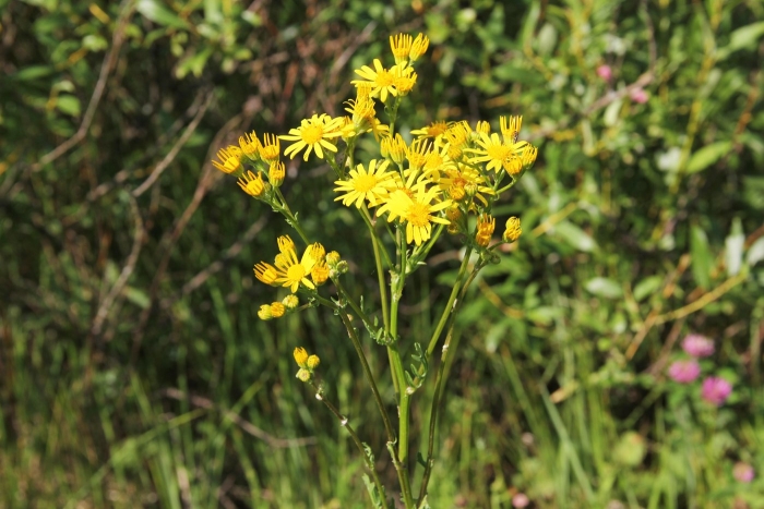 Крестовник якова senecio jacobaea