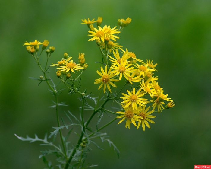 Крестовник якова senecio jacobaea