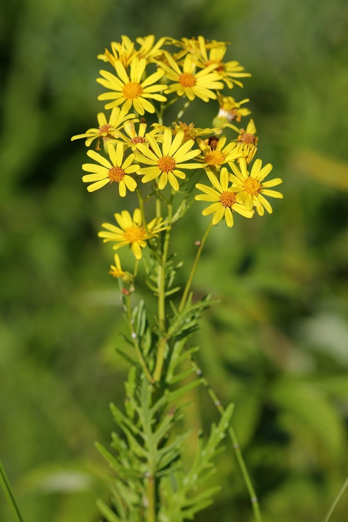 Крестовник senecio jacobaea