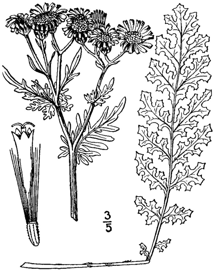 Крестовник болотный