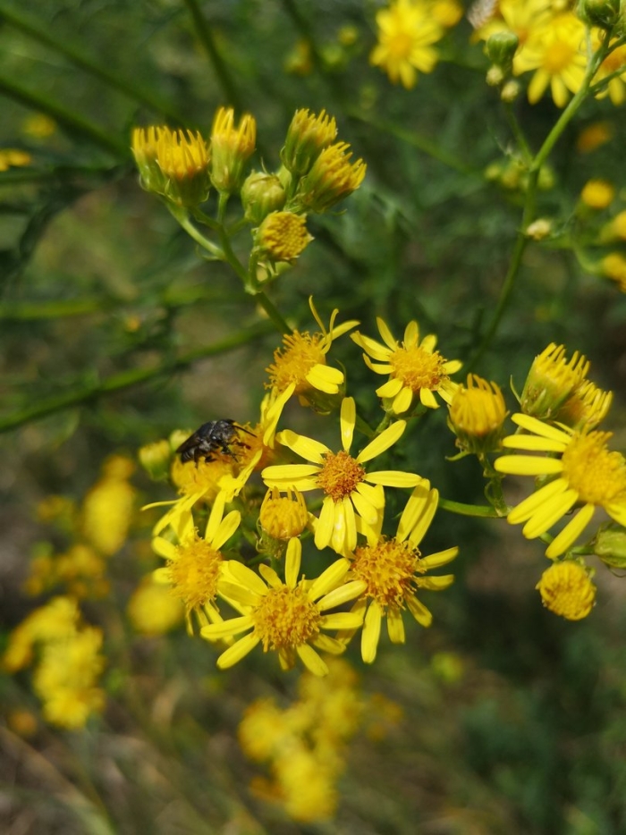 Senecio inaequidens