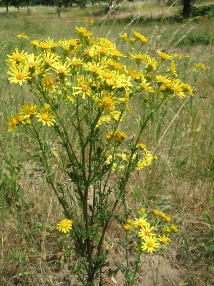 Jacobaea vulgaris subsp