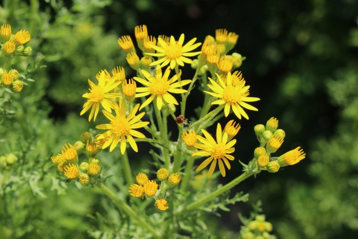 Крестовник луговой (senecio jacobaea l.)