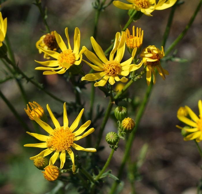 Крестовник senecio jacobaea